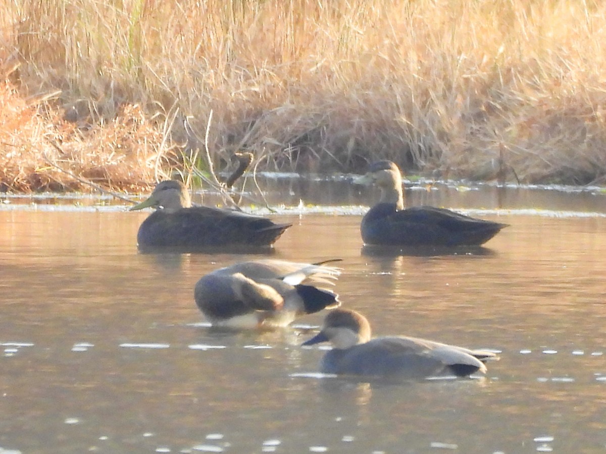 Canard noir - ML645579459