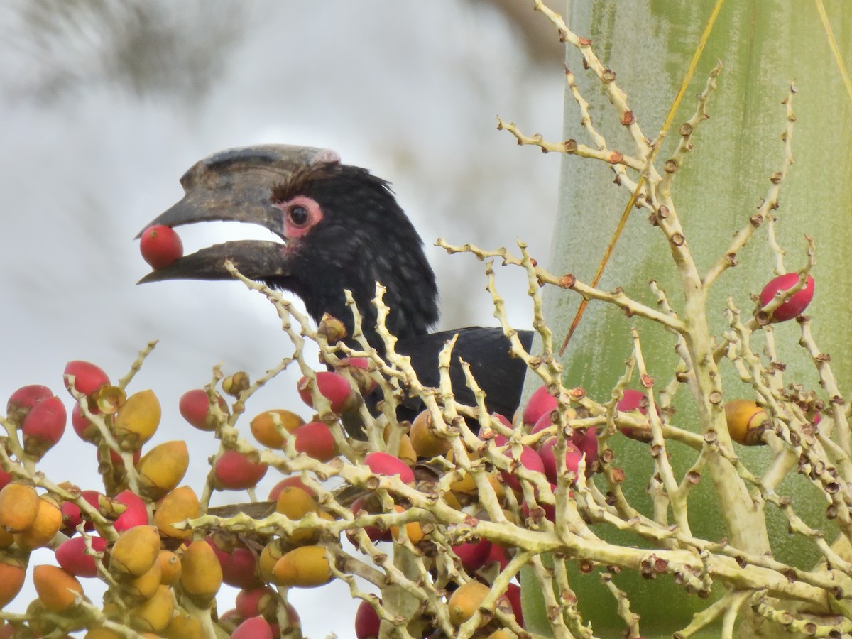 Trumpeter Hornbill - ML645579460