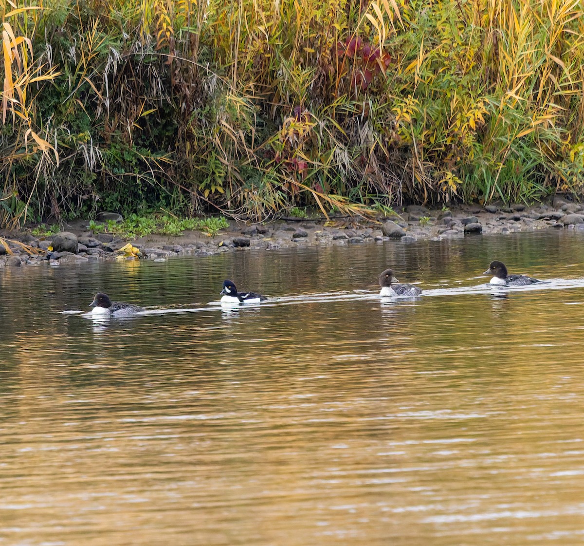 Barrow's Goldeneye - ML645579463