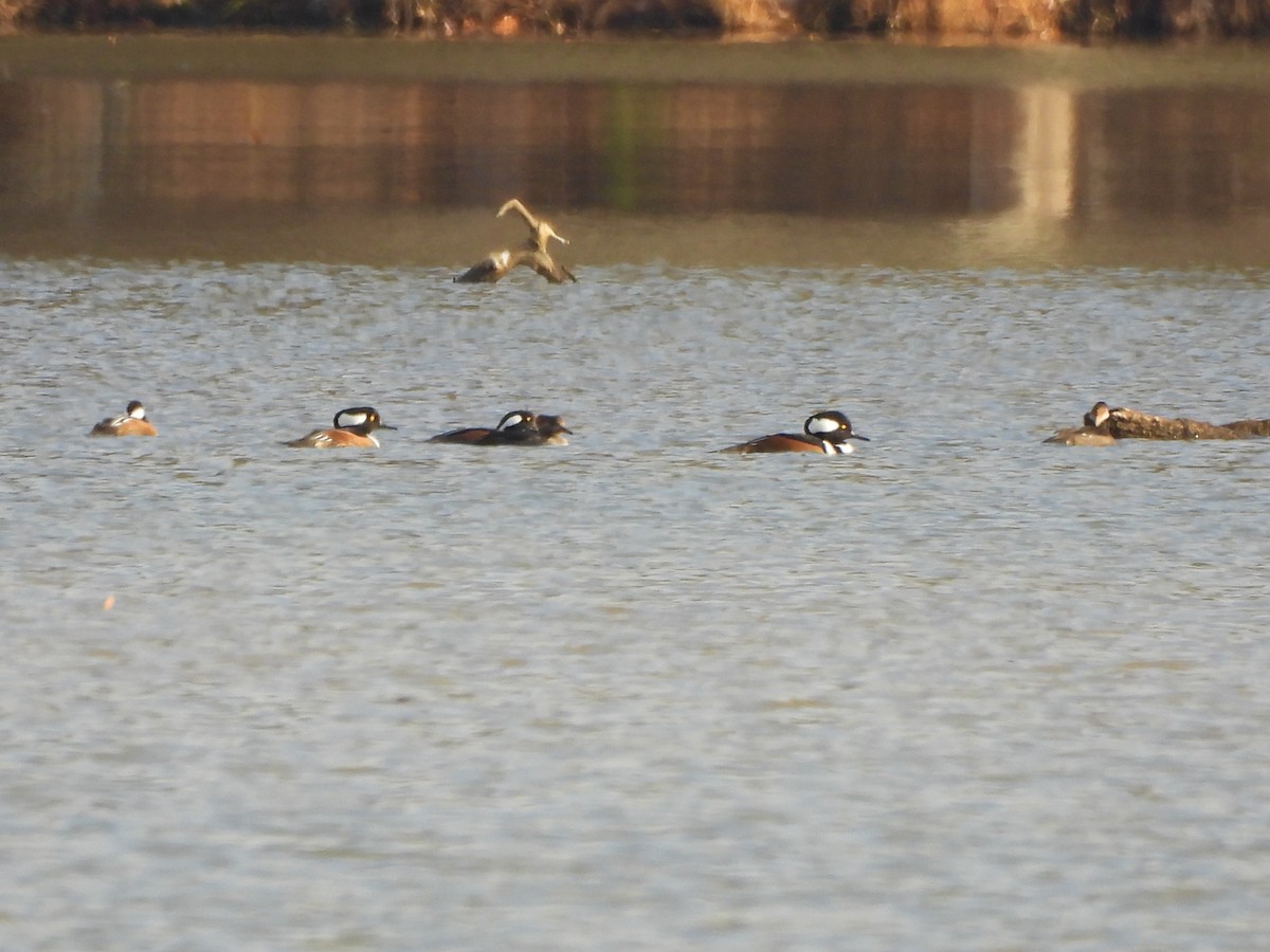 Harle couronné - ML645579464