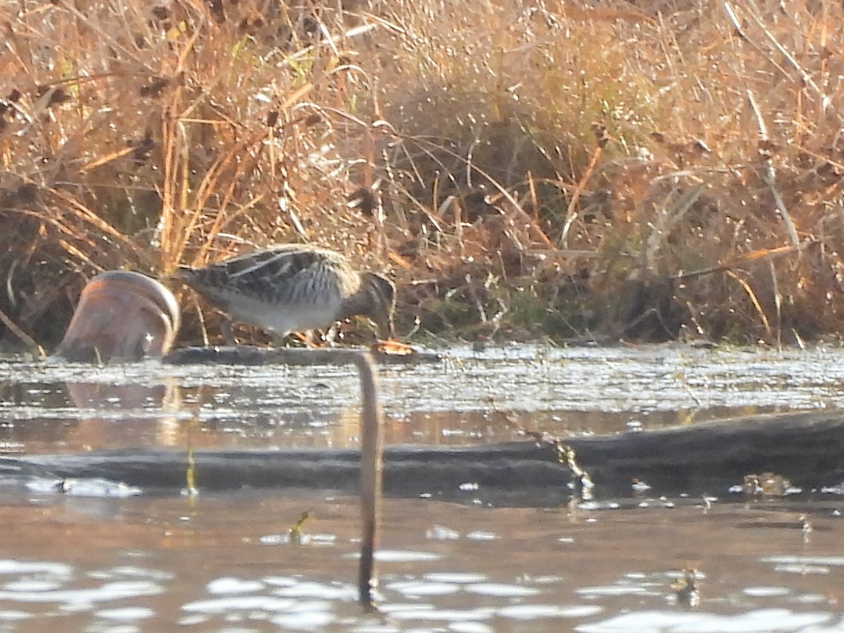 Wilson's Snipe - ML645579469