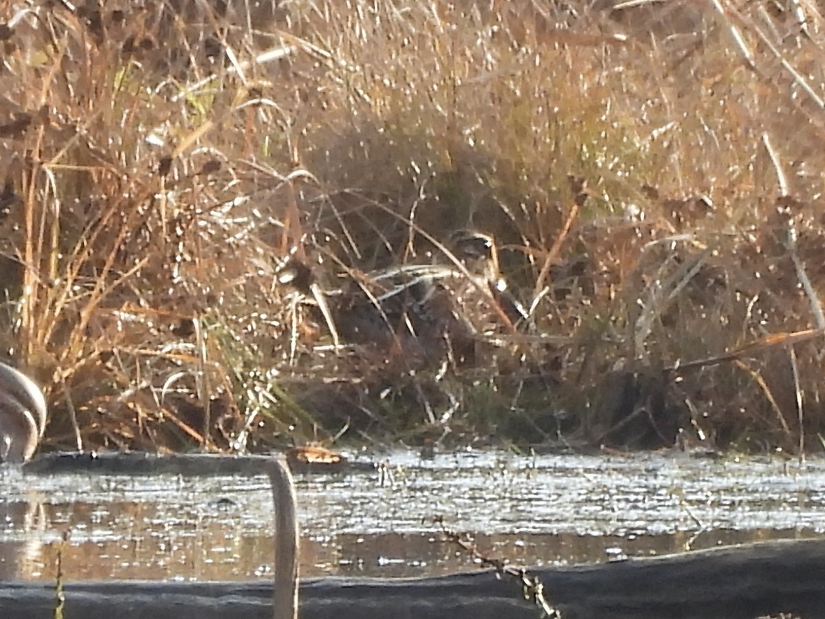Wilson's Snipe - ML645579470