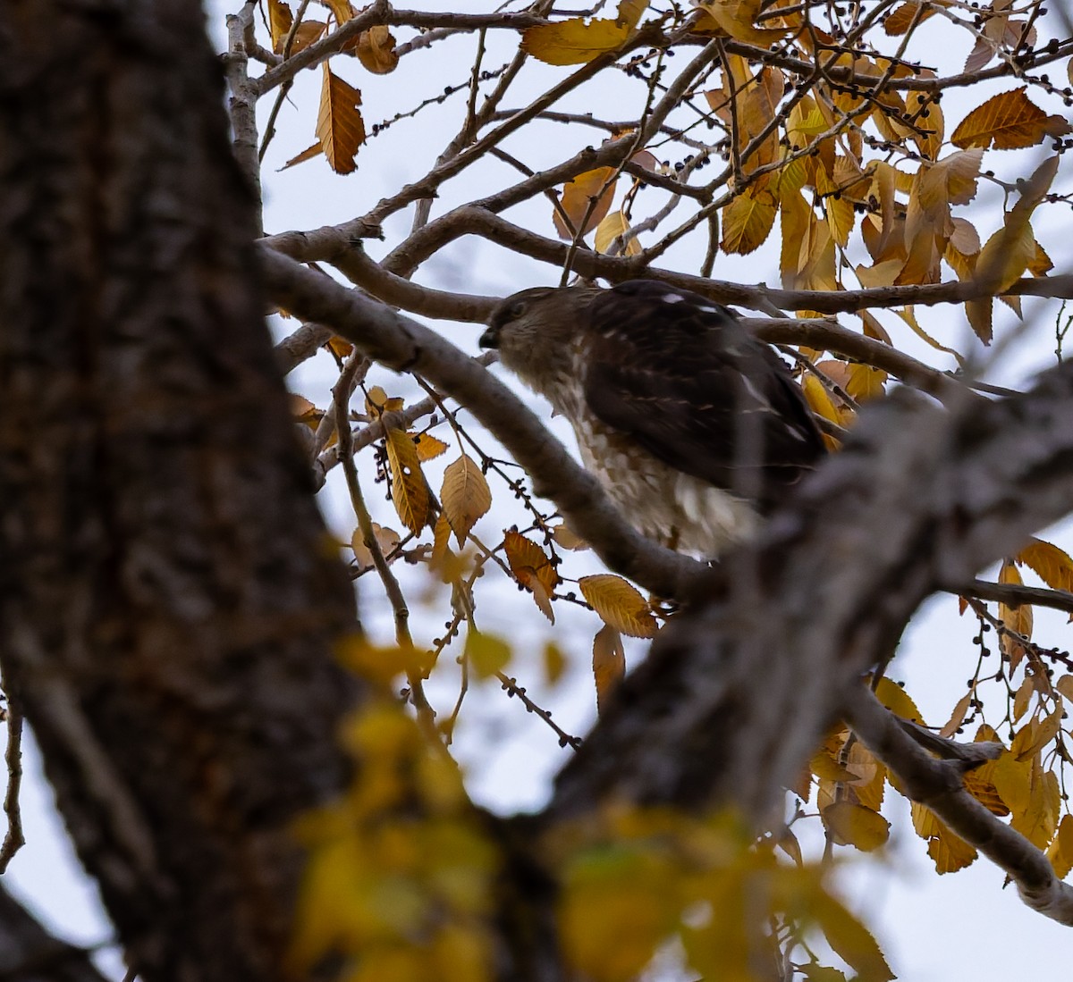 Sharp-shinned Hawk - ML645579475