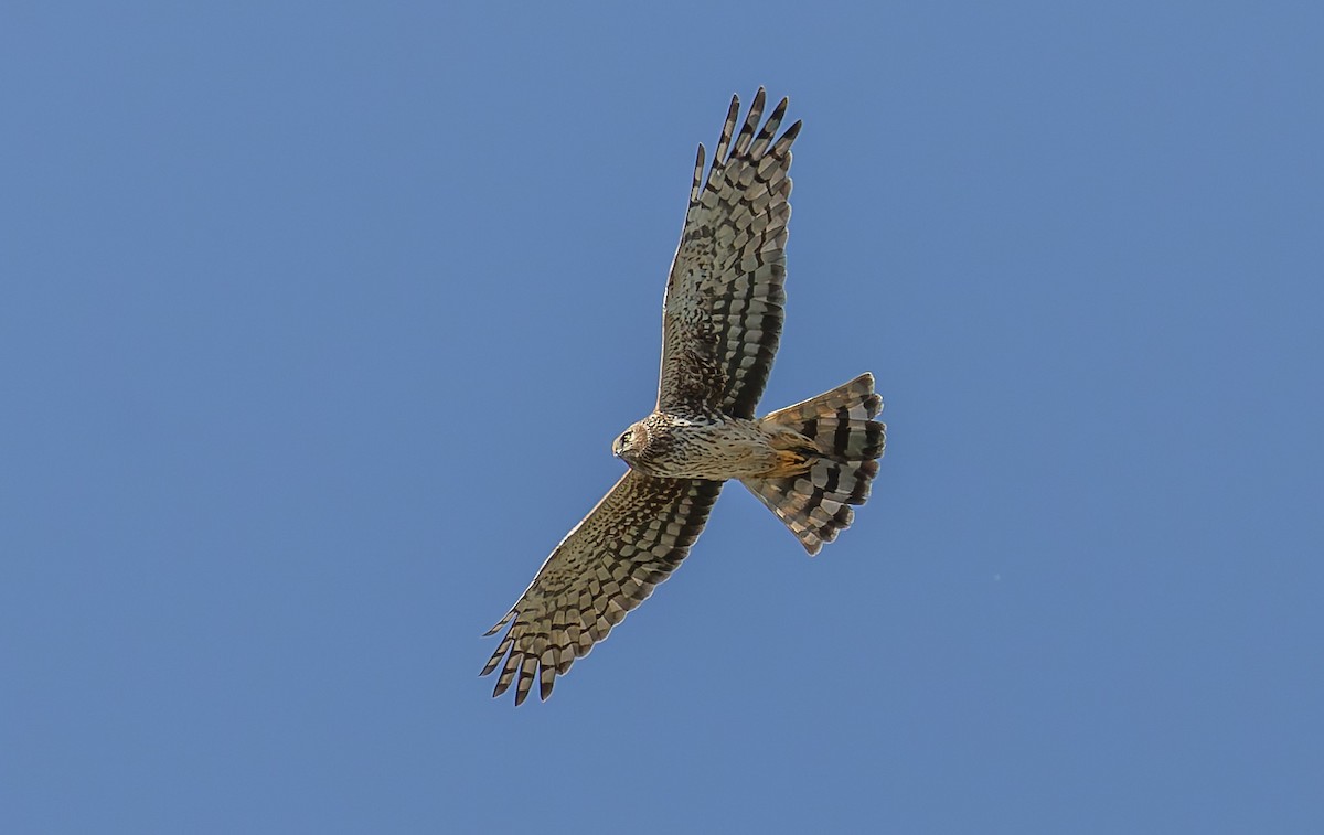 Mirotz zuri iparramerikarra - ML645579481