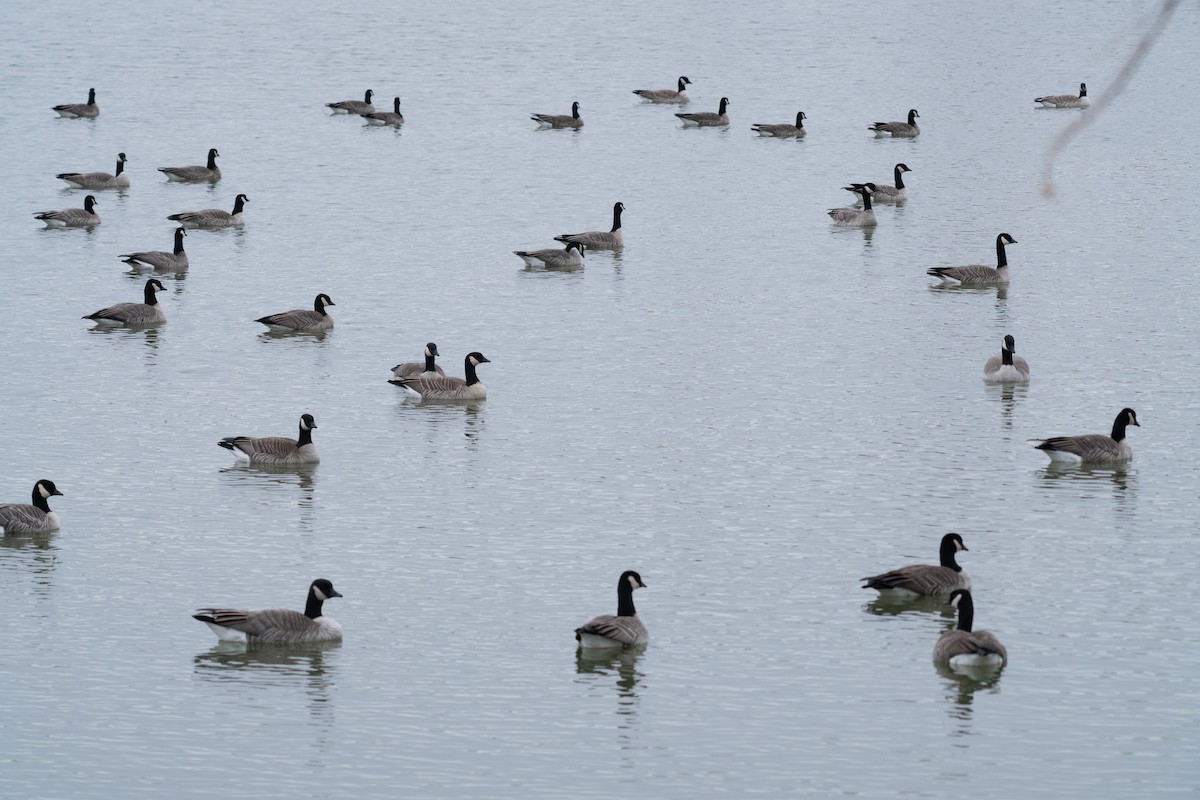 小加拿大雁 - ML645579482