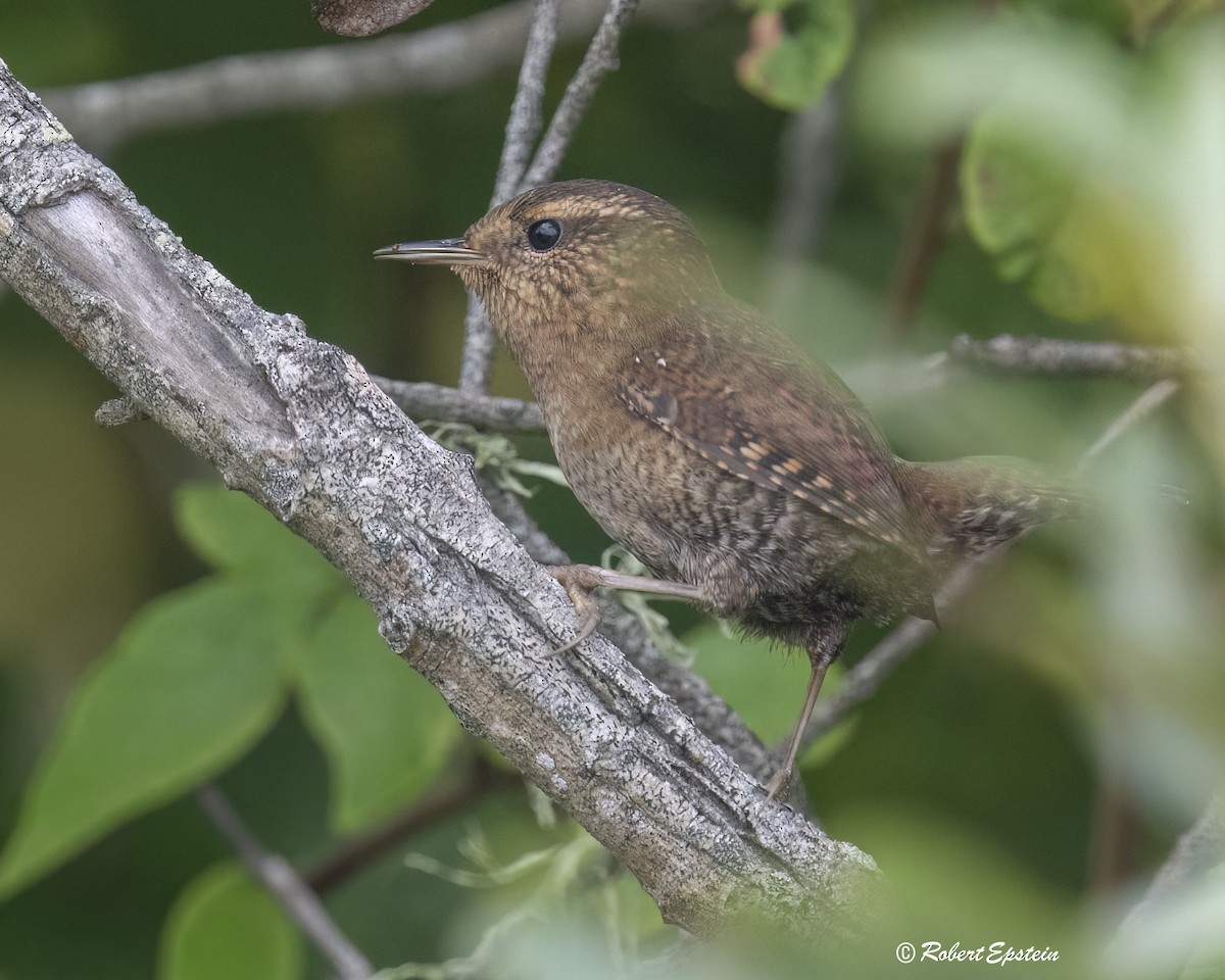 Pacific Wren (Pacific) - ML645579487