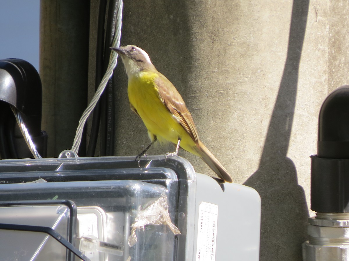 Sosyal Tiran - ML645579488