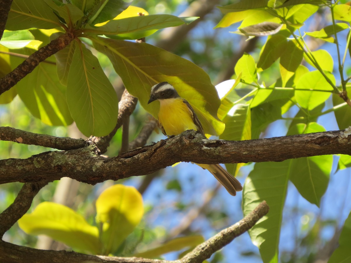 Sosyal Tiran - ML645579489