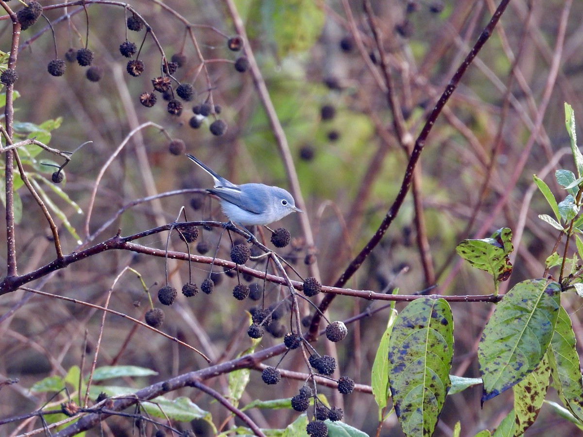Blue-gray Gnatcatcher - ML645579497