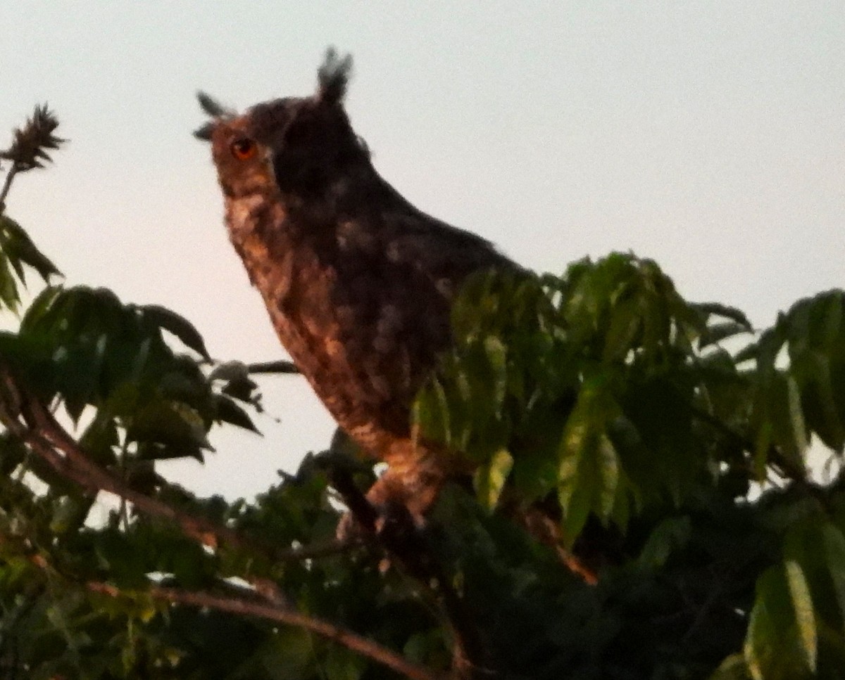 Great Horned Owl - ML645579501