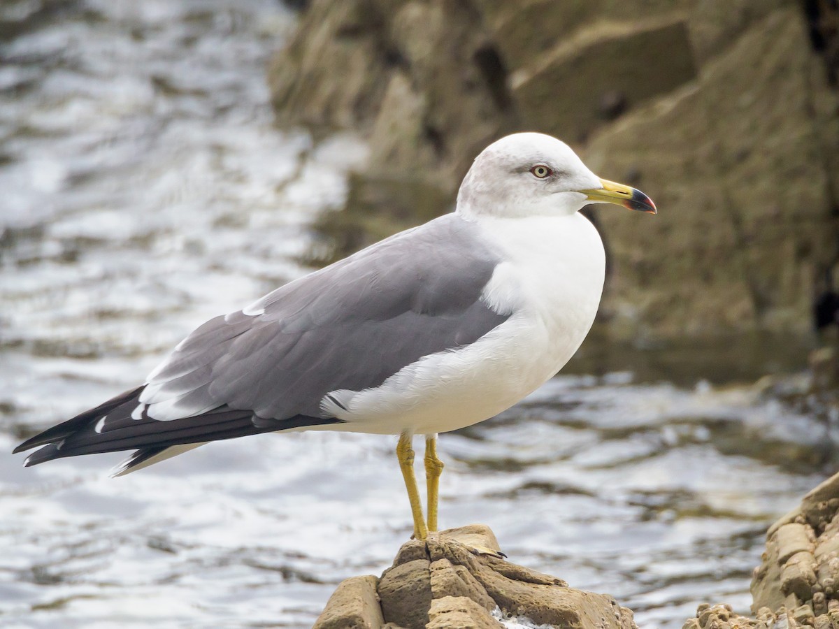 Black-tailed Gull - ML645579503