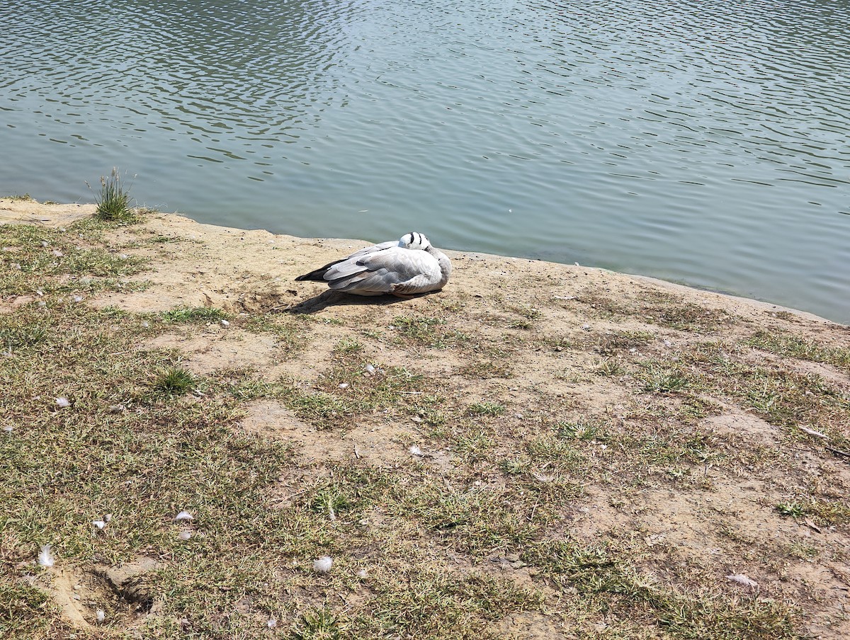 インドガン - ML645579504