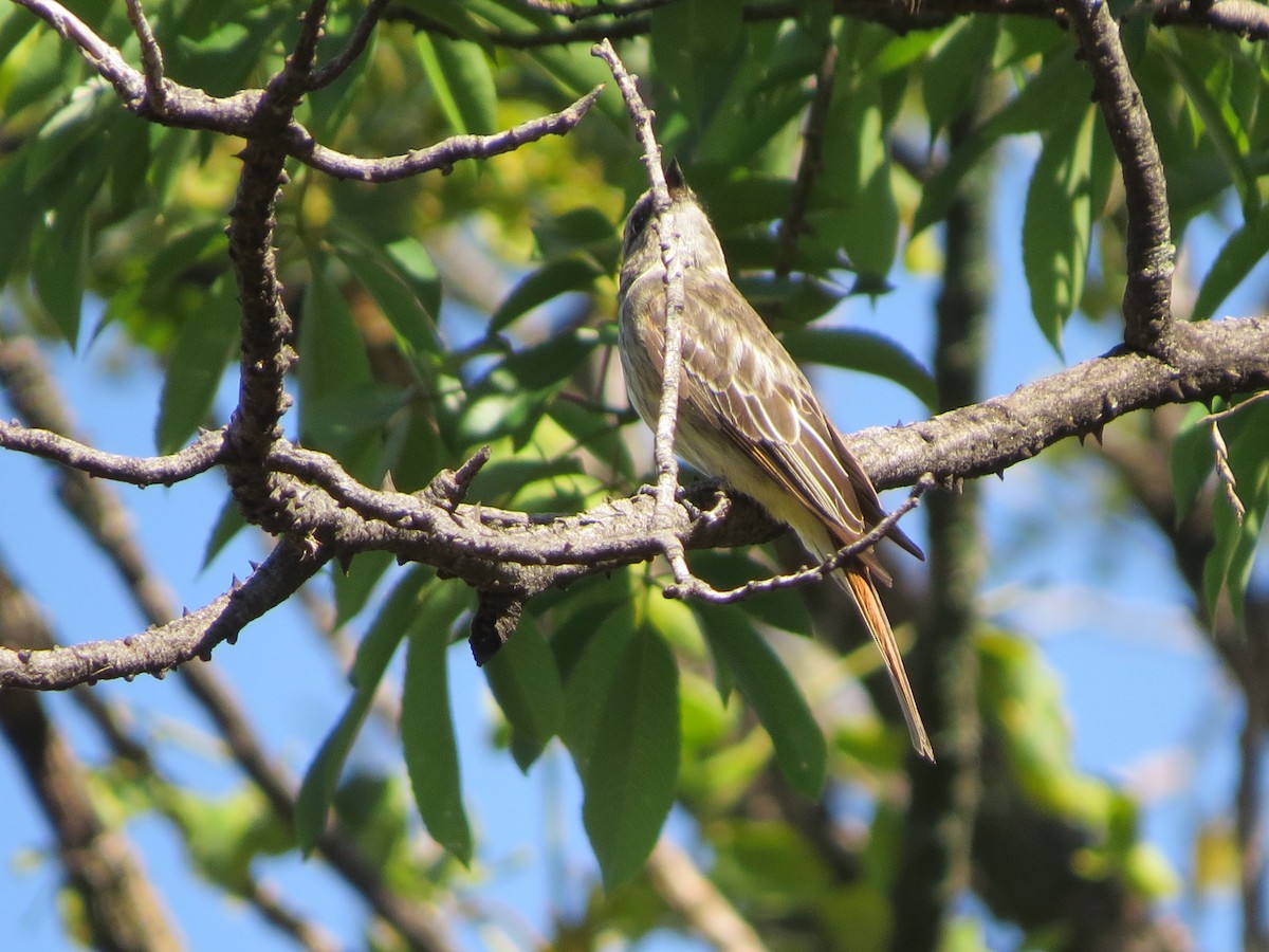 Variegated Flycatcher - ML645579505