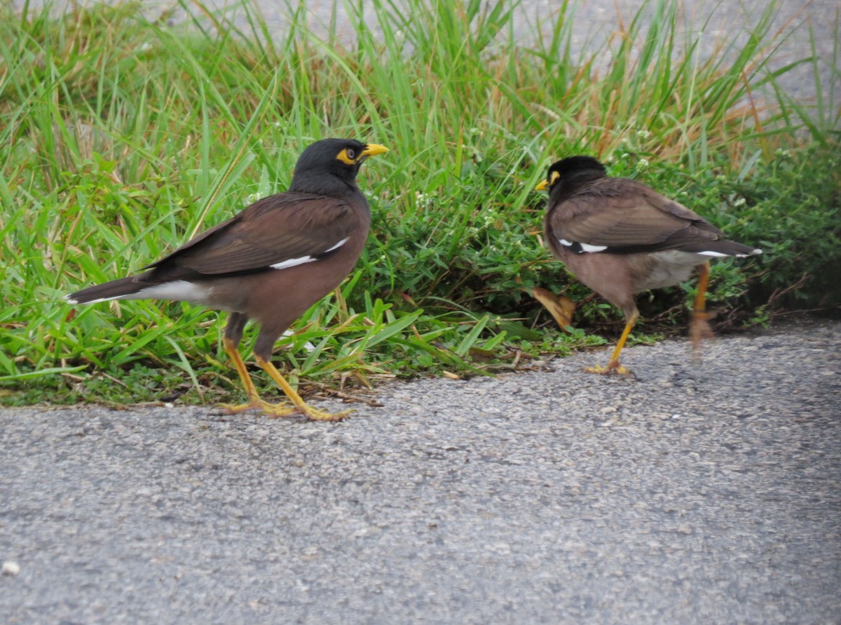 מיינה מצויה - ML645579510