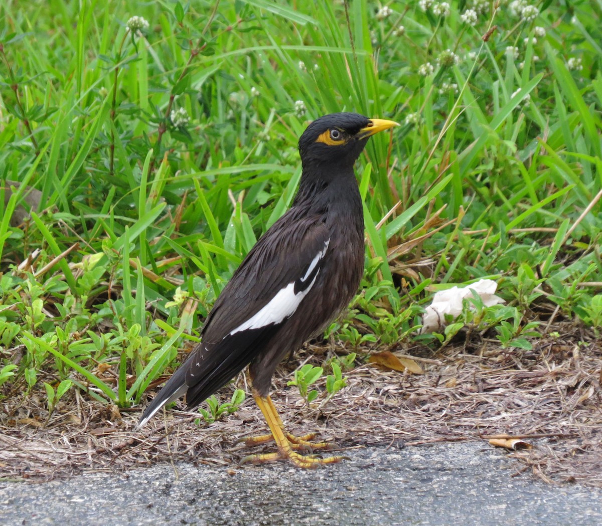 מיינה מצויה - ML645579511