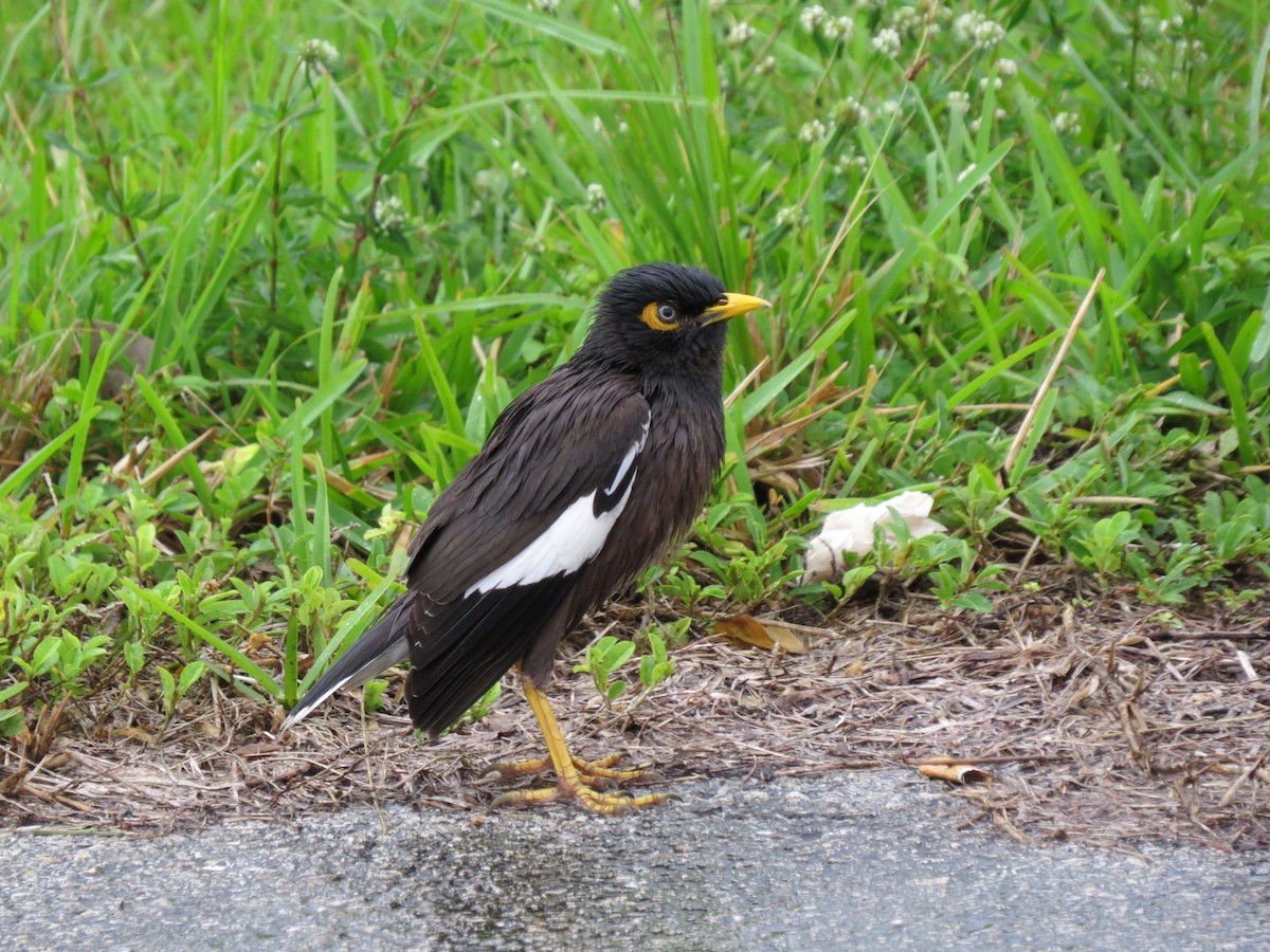מיינה מצויה - ML645579512