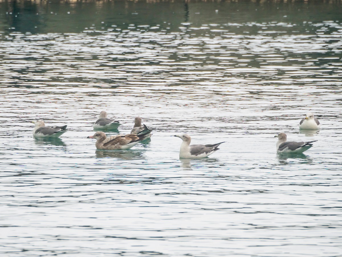 Black-tailed Gull - ML645579516