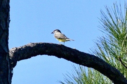 Western Kingbird - ML645579517