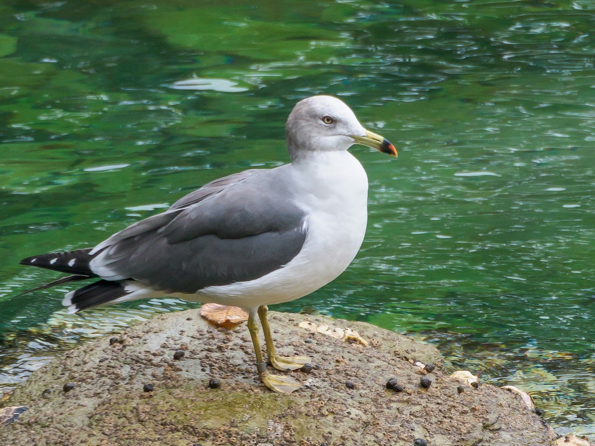 Black-tailed Gull - ML645579519