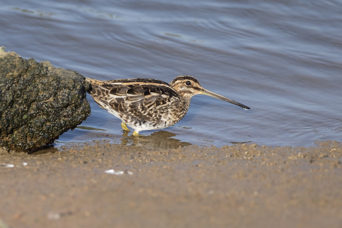 חרטומית ביצות - ML645579520