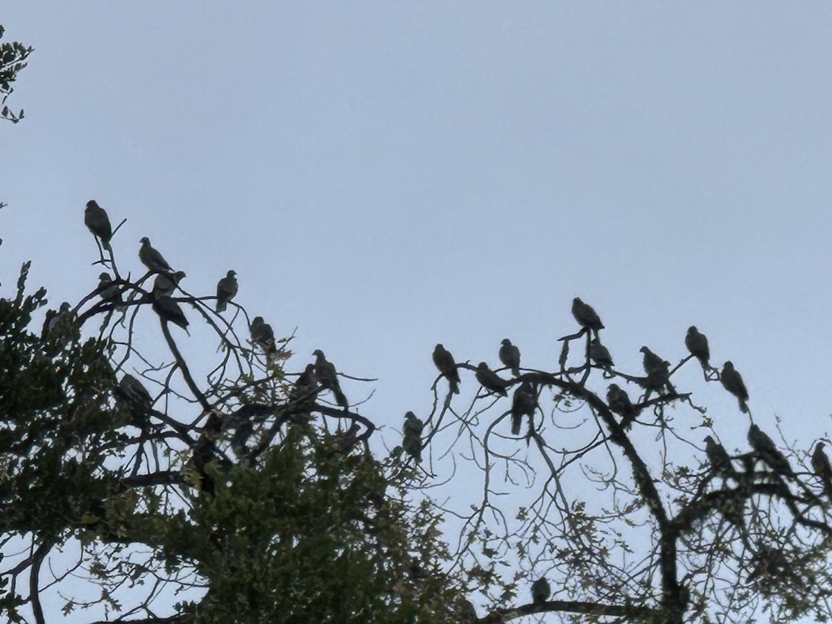 Band-tailed Pigeon - ML645579521