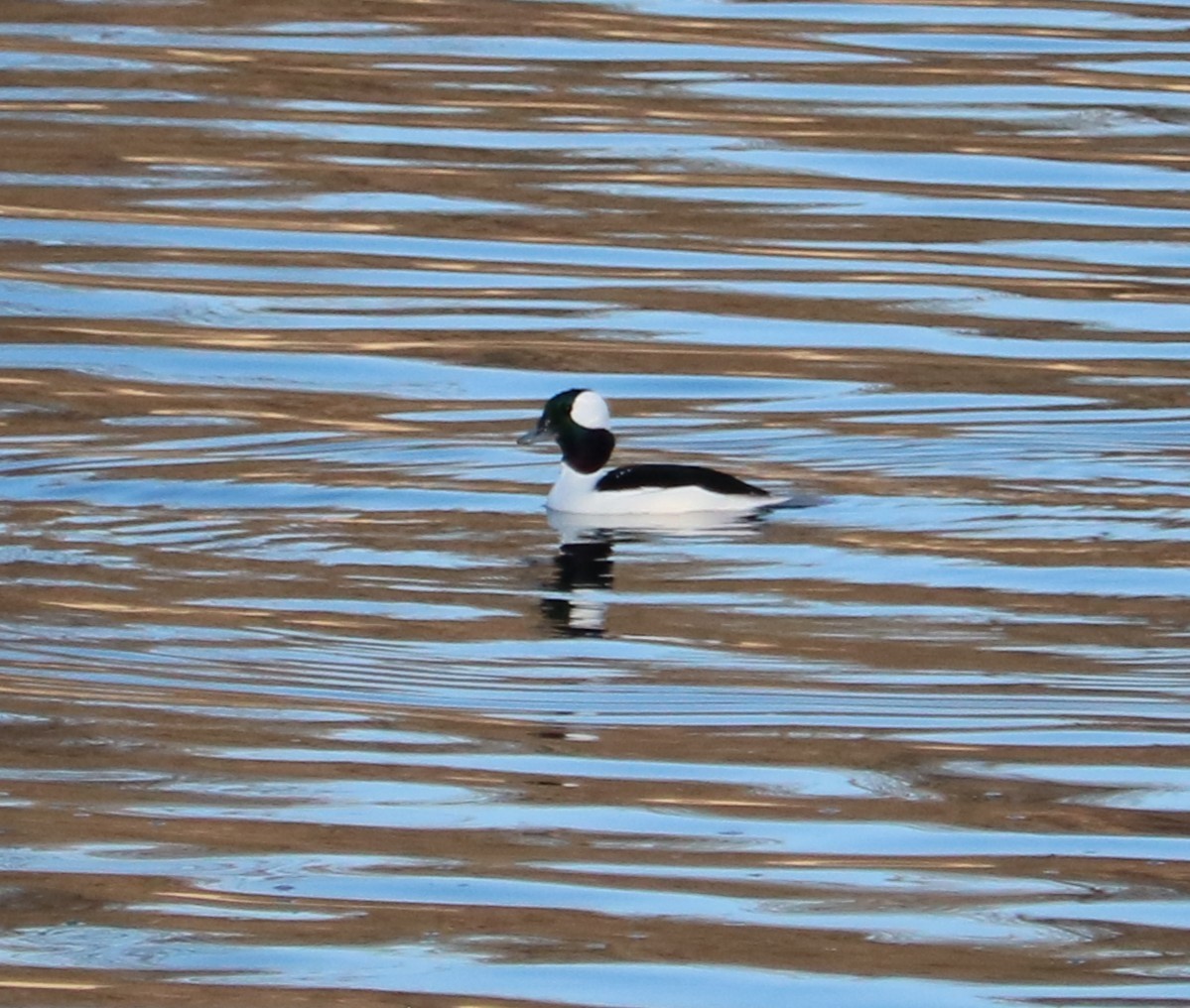 Bufflehead - ML645579522