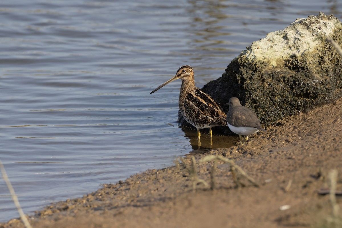 חרטומית ביצות - ML645579533