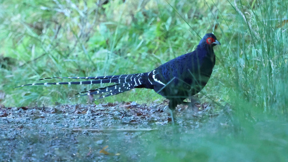 Mikado Pheasant - ML645579534