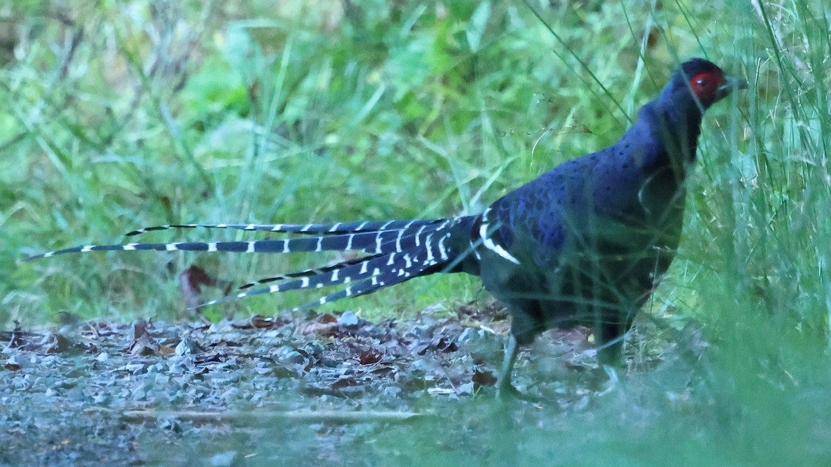 Mikado Pheasant - ML645579535