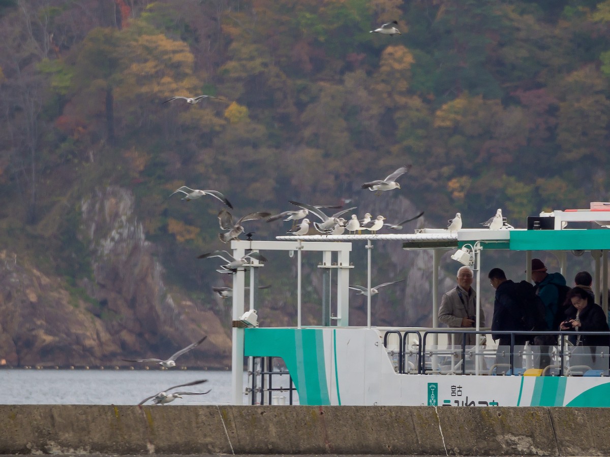 Black-tailed Gull - ML645579539
