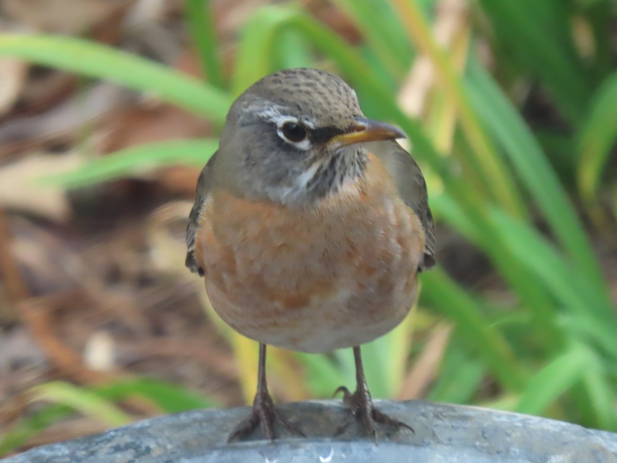 Странствующий дрозд - ML645579542