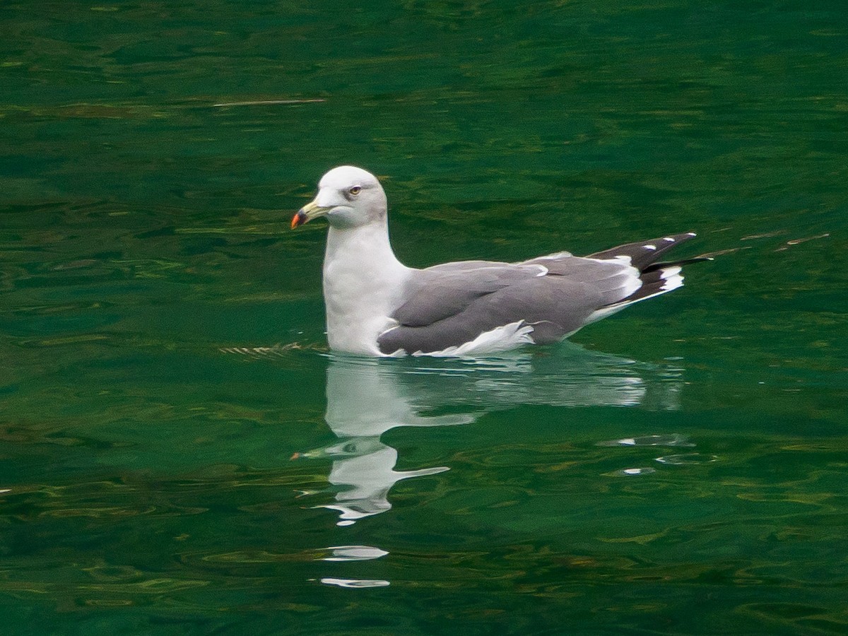 Black-tailed Gull - ML645579544