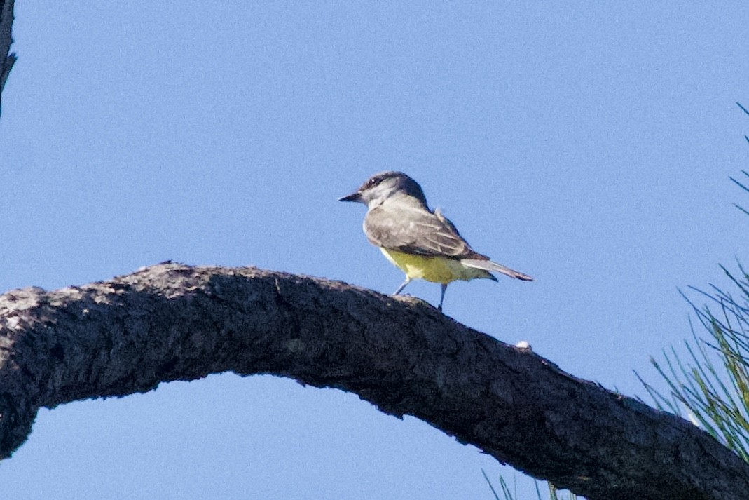 Western Kingbird - ML645579547