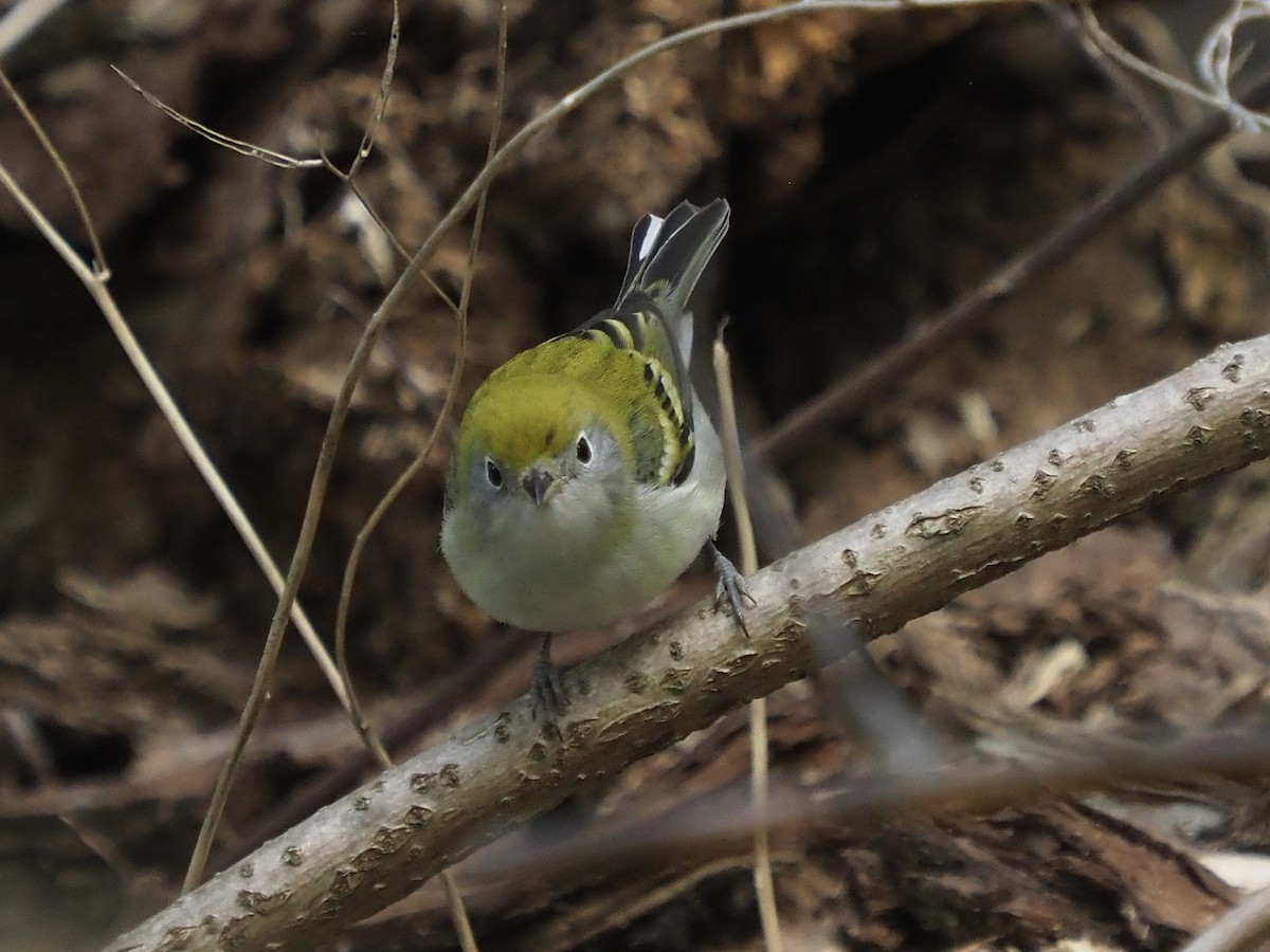 lesňáček rezavoboký - ML645579548