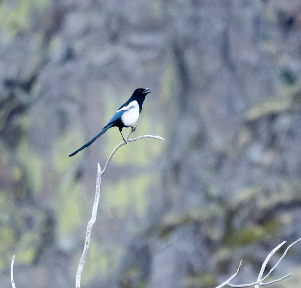 Black-billed Magpie - ML645579550