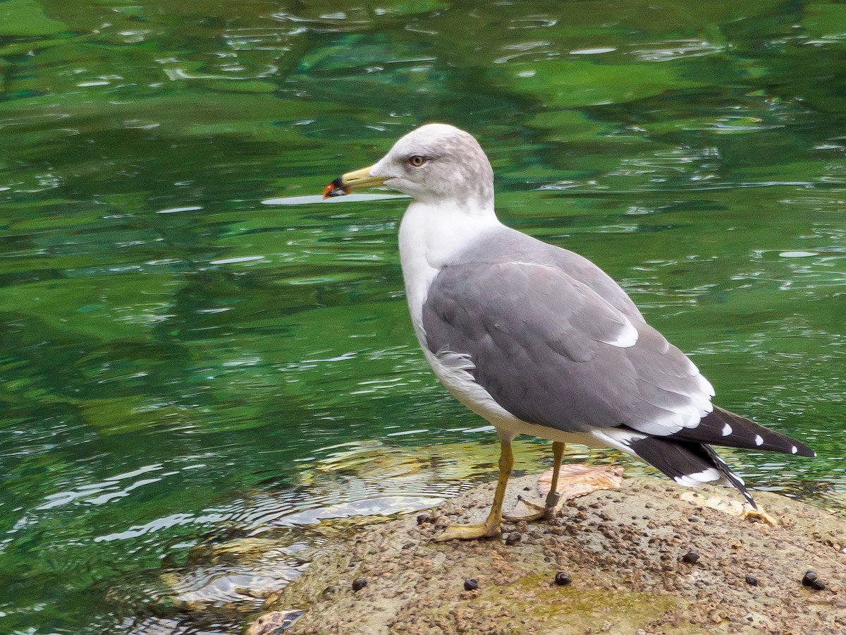 Black-tailed Gull - ML645579551