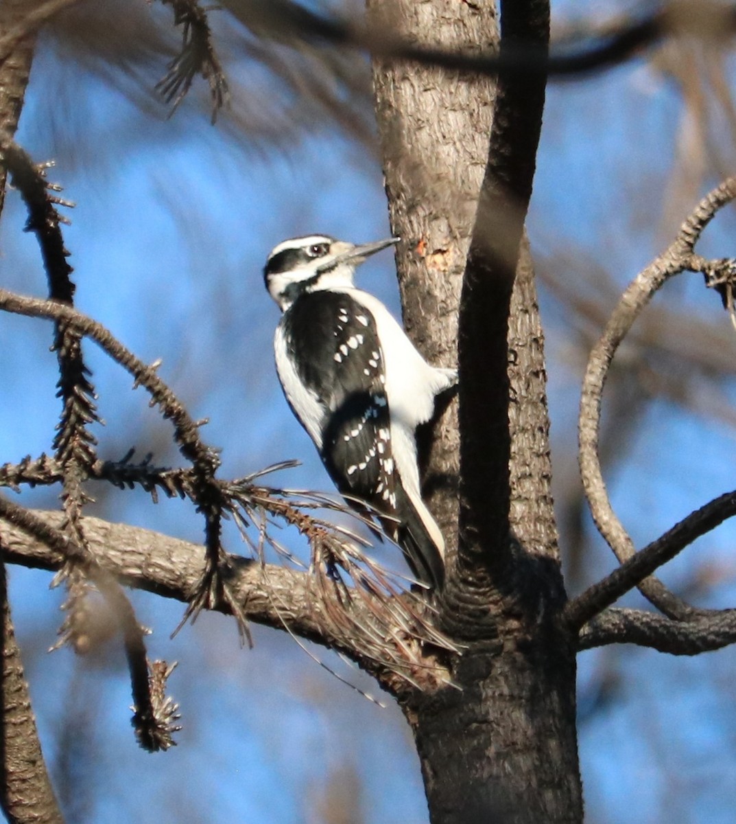 Hairy Woodpecker - ML645579552