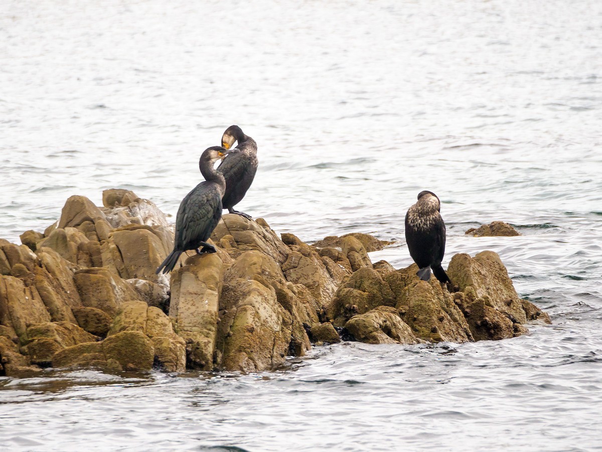 Japanese Cormorant - ML645579564