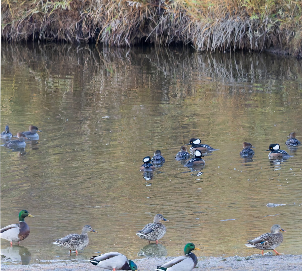 Hooded Merganser - ML645579567