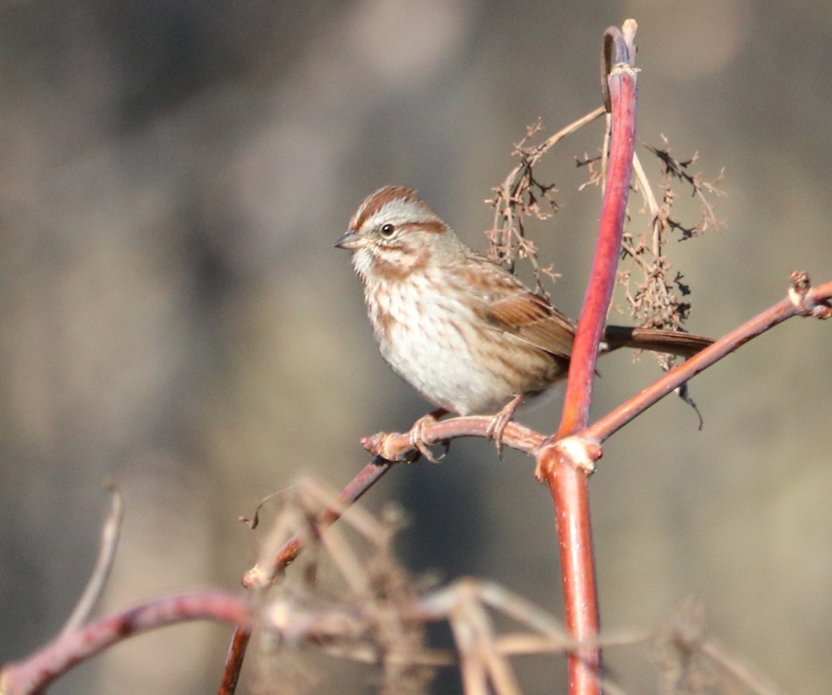 Song Sparrow - ML645579570