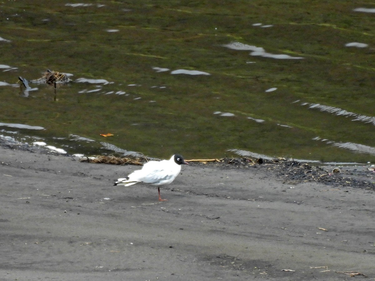Andean Gull - ML645579575