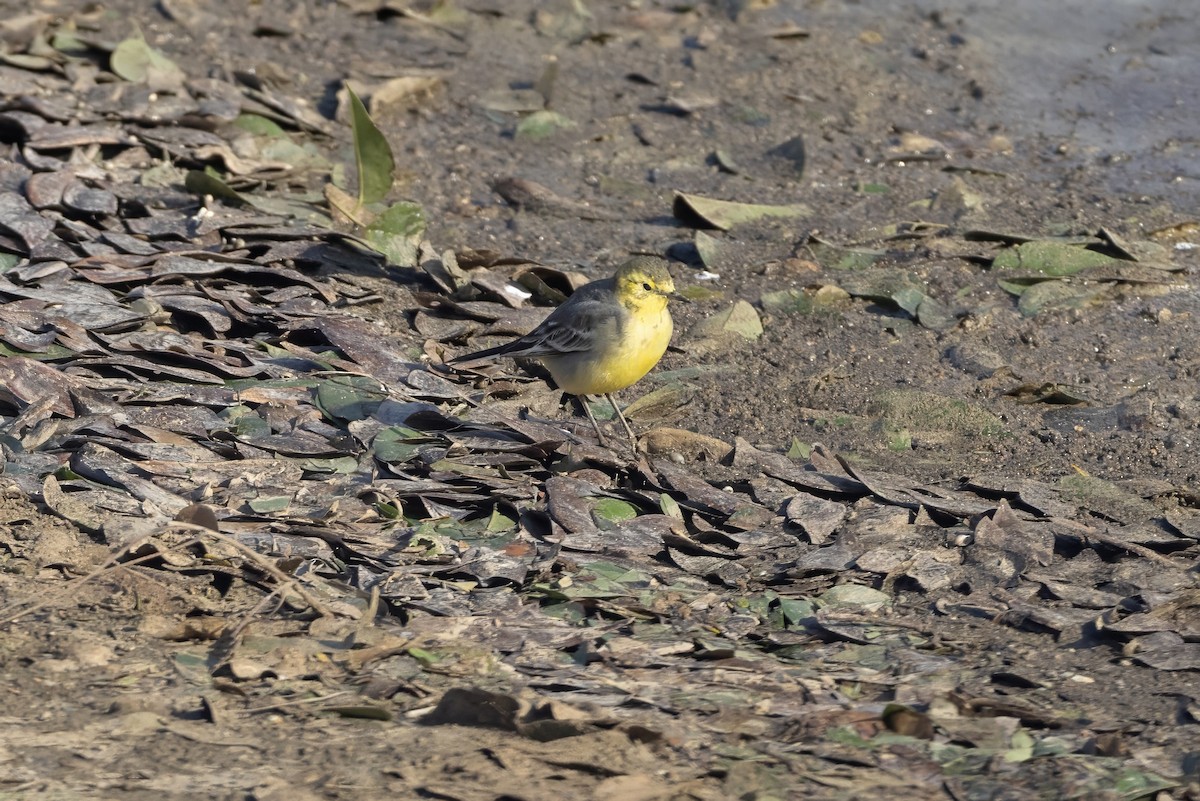 Citrine Wagtail - ML645579590