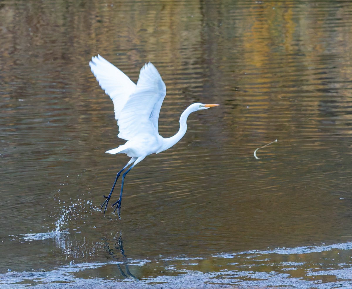 Great Egret - ML645579592