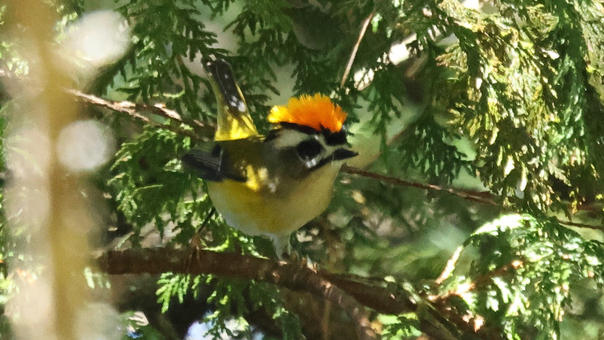 Flamecrest - ML645579593