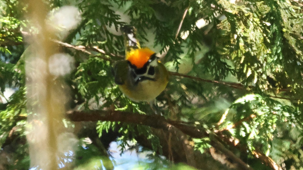 Flamecrest - ML645579594