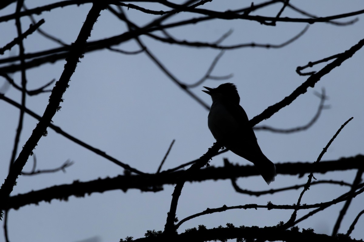 Eastern Kingbird - ML645579602