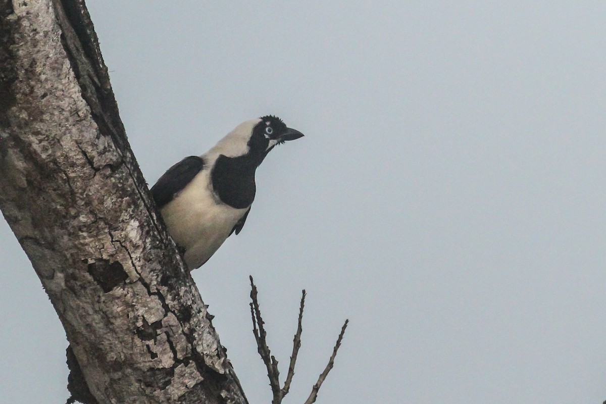 Cayenne Jay - ML645579603