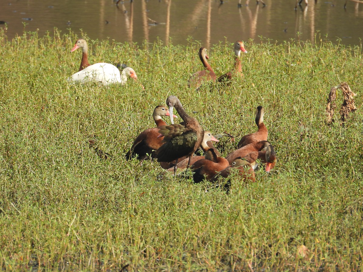 Glossy/White-faced Ibis - ML645579612