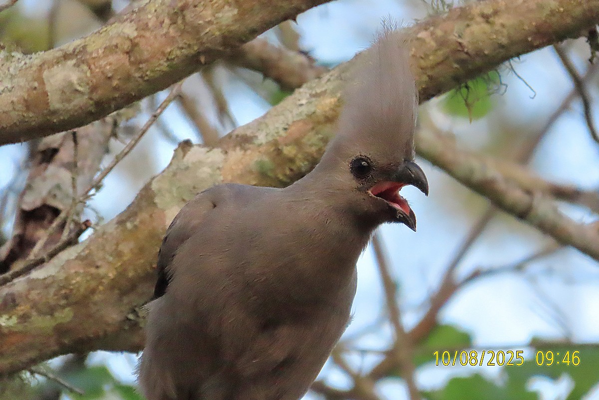 Gray Go-away-bird - ML645579613