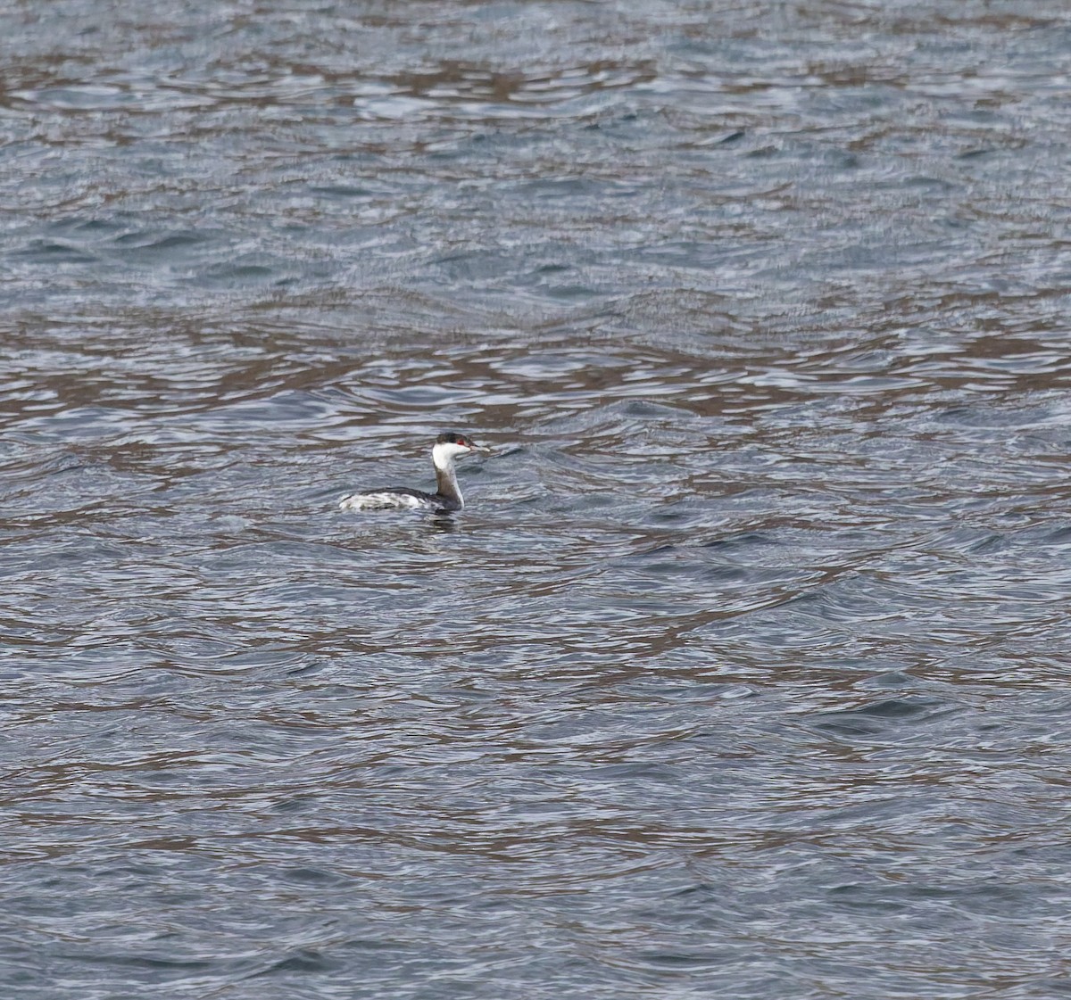 Horned Grebe - ML645579617